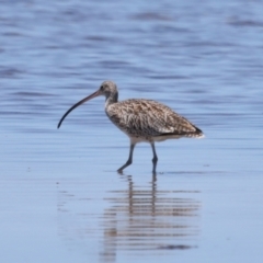 Numenius madagascariensis at Wellington Point, QLD - 7 Dec 2023