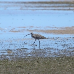 Numenius madagascariensis at Wellington Point, QLD - 7 Dec 2023