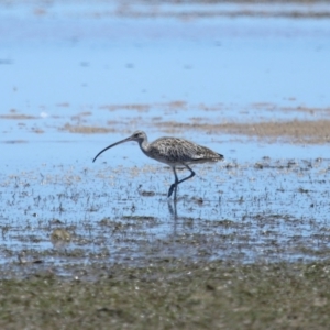 Numenius madagascariensis at Wellington Point, QLD - 7 Dec 2023