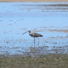 Numenius madagascariensis at Wellington Point, QLD - 7 Dec 2023