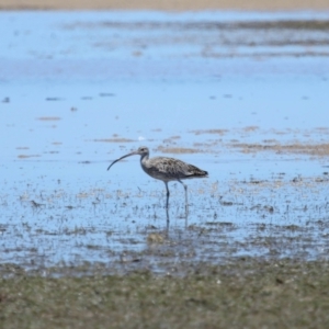 Numenius madagascariensis at Wellington Point, QLD - 7 Dec 2023