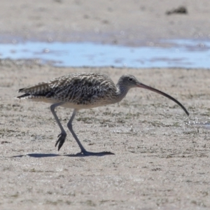 Numenius madagascariensis at Wellington Point, QLD - 7 Dec 2023