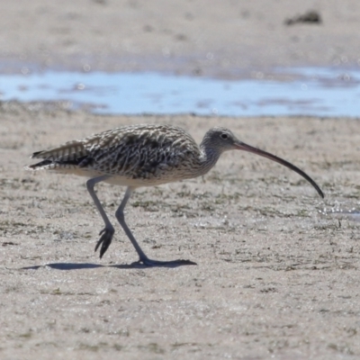 Numenius madagascariensis (Eastern Curlew) at Wellington Point, QLD - 6 Dec 2023 by TimL