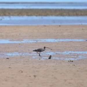 Numenius madagascariensis at Wellington Point, QLD - 7 Dec 2023