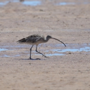 Numenius madagascariensis at Wellington Point, QLD - 7 Dec 2023