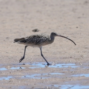 Numenius madagascariensis at Wellington Point, QLD - 7 Dec 2023