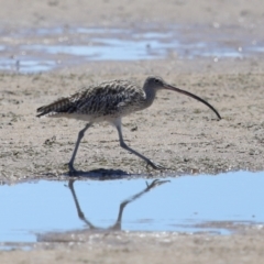 Numenius madagascariensis at Wellington Point, QLD - 7 Dec 2023