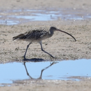 Numenius madagascariensis at Wellington Point, QLD - 7 Dec 2023