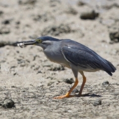 Butorides striata (Striated Heron) at Wellington Point, QLD - 7 Dec 2023 by TimL