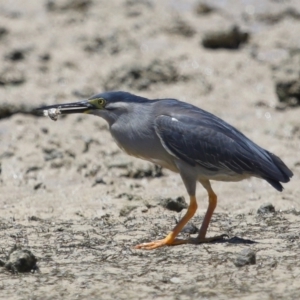 Butorides striata at Wellington Point, QLD - 7 Dec 2023