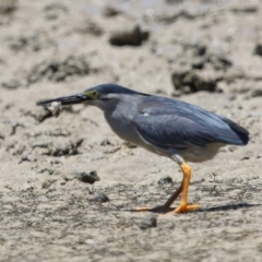 Butorides striata at Wellington Point, QLD - 7 Dec 2023