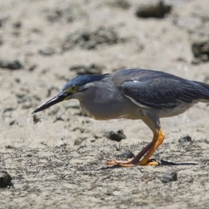 Butorides striata at Wellington Point, QLD - 7 Dec 2023