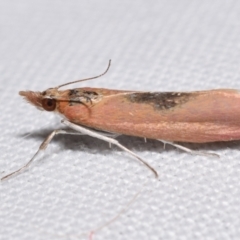 Canuza euspilella (A Crambid moth) at Jerrabomberra, NSW - 4 Dec 2023 by DianneClarke