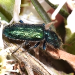 Phlogistus sp. (genus) (Clerid beetle) at QPRC LGA - 5 Dec 2023 by DianneClarke