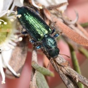 Phlogistus sp. (genus) at QPRC LGA - 6 Dec 2023