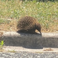 Tachyglossus aculeatus (Short-beaked Echidna) at Phillip, ACT - 24 Nov 2023 by clec