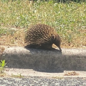 Tachyglossus aculeatus at Phillip, ACT - 24 Nov 2023 03:30 PM