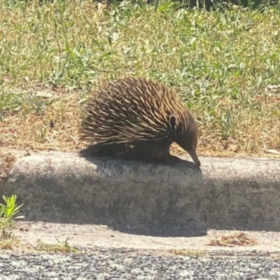 Tachyglossus aculeatus (Short-beaked Echidna) at Phillip, ACT - 24 Nov 2023 by clec