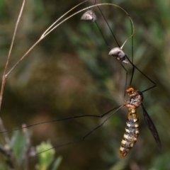 Unidentified Crane fly, midge, mosquito or gnat (several families) at QPRC LGA - 5 Dec 2023 by DianneClarke