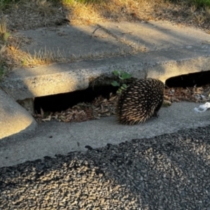 Tachyglossus aculeatus at Phillip, ACT - 1 Dec 2023 04:40 PM