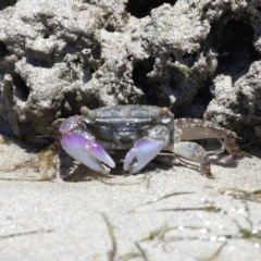 Unverified Crab at Wellington Point, QLD - 7 Dec 2023 by TimL