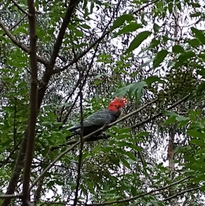 Callocephalon fimbriatum (Gang-gang Cockatoo) at Phillip, ACT - 8 Dec 2023 by shube