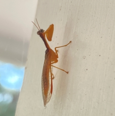 Mantispidae (family) (Unidentified mantisfly) at Aranda, ACT - 7 Dec 2023 by Jubeyjubes