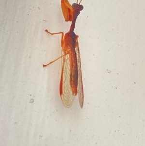 Mantispidae (family) at Aranda, ACT - 8 Dec 2023 08:13 AM