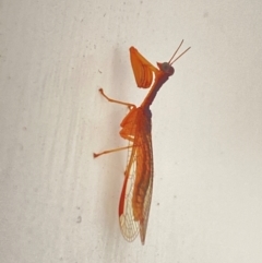 Mantispidae (family) at Aranda, ACT - 8 Dec 2023