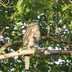 Podargus strigoides (Tawny Frogmouth) at Phillip, ACT - 6 Dec 2023 by shube