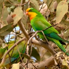 Polytelis swainsonii (Superb Parrot) at Lake Ginninderra - 7 Dec 2023 by Thurstan