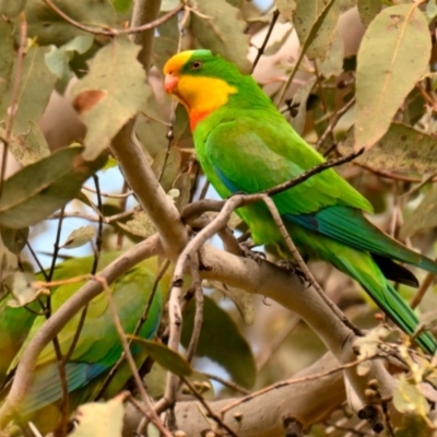 Polytelis swainsonii (Superb Parrot) at Lake Ginninderra - 7 Dec 2023 by Thurstan