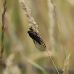 Yoyetta sp. (genus) (Firetail or Ambertail Cicada) at Hall Cemetery - 6 Dec 2023 by Tammy