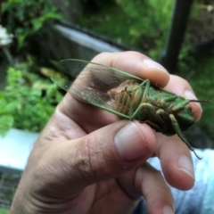 Unidentified Cicada (Hemiptera, Cicadoidea) at Bellingen, NSW - 2 Dec 2023 by Topknot