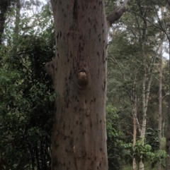 Henicopsaltria eydouxii at Bellingen, NSW - 7 Dec 2023 by Topknot