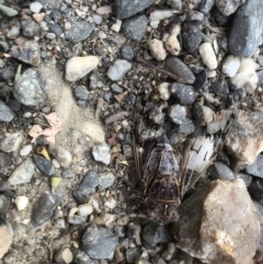 Unidentified Cicada (Hemiptera, Cicadoidea) at Bellingen, NSW - 7 Dec 2023 by Topknot