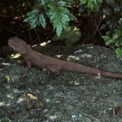 Intellagama lesueurii (Australian Water Dragon) at Bellingen, NSW - 7 Dec 2023 by Topknot