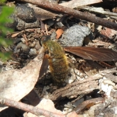 Comptosia stria (A bee fly) at Bundanoon, NSW - 5 Dec 2023 by GlossyGal