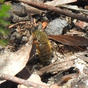 Comptosia stria at Wingecarribee Local Government Area - 6 Dec 2023 10:59 AM