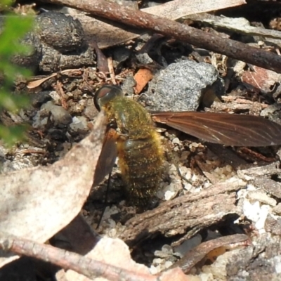 Comptosia stria (A bee fly) at Bundanoon - 5 Dec 2023 by GlossyGal