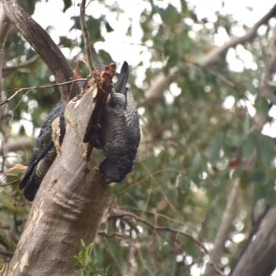 Callocephalon fimbriatum (Gang-gang Cockatoo) at Greenleigh, NSW - 6 Dec 2023 by LyndalT