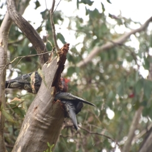 Callocephalon fimbriatum at QPRC LGA - 6 Dec 2023