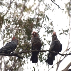 Callocephalon fimbriatum at QPRC LGA - 6 Dec 2023