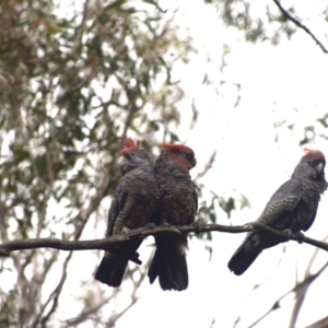 Callocephalon fimbriatum at QPRC LGA - 6 Dec 2023