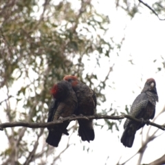 Callocephalon fimbriatum at QPRC LGA - 6 Dec 2023