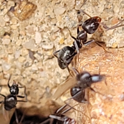 Iridomyrmex sp. (genus) (Ant) at Sullivans Creek, Lyneham South - 7 Dec 2023 by trevorpreston