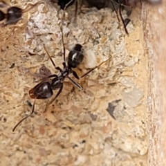 Iridomyrmex sp. (genus) at Sullivans Creek, Lyneham South - 8 Dec 2023