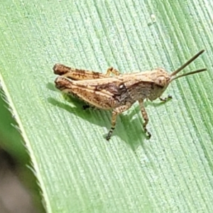 Phaulacridium vittatum (Wingless Grasshopper) at Lyneham, ACT by trevorpreston