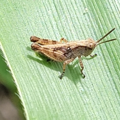 Phaulacridium vittatum (Wingless Grasshopper) at Lyneham, ACT - 7 Dec 2023 by trevorpreston