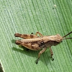 Phaulacridium vittatum at Sullivans Creek, Lyneham South - 8 Dec 2023